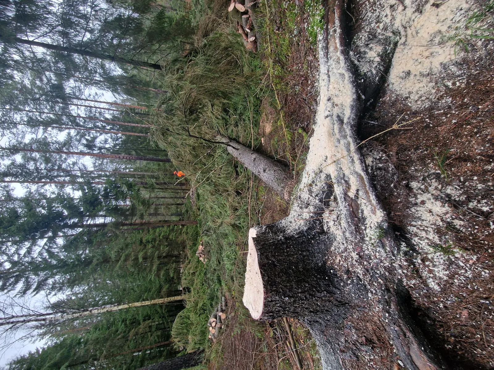 Ison kuusen kaato pihassa