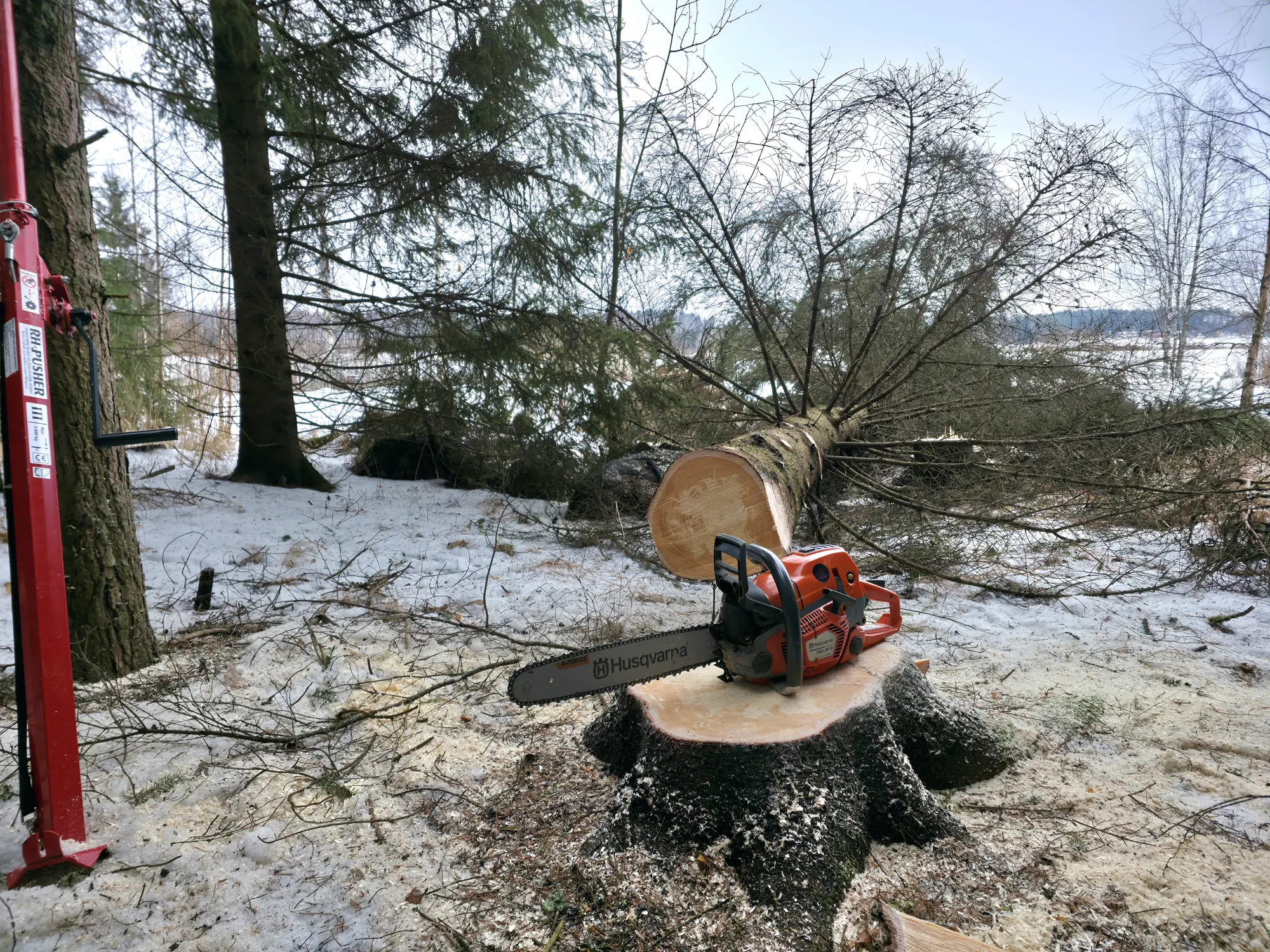 Kuusen kaato moottorisahalla ja kaatotunkilla
