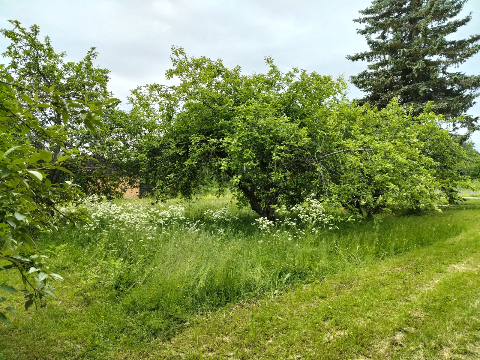 Nurmikon leikkuu Hausjärvi – ennen