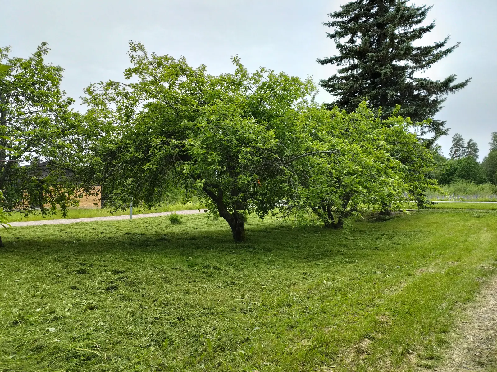 Nurmikon leikkuu Hausjärvi – jälkeen