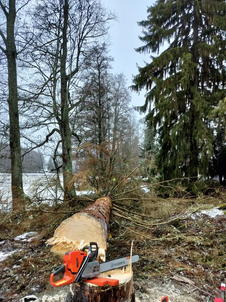Pihapuiden kaatotyö Riihimäellä