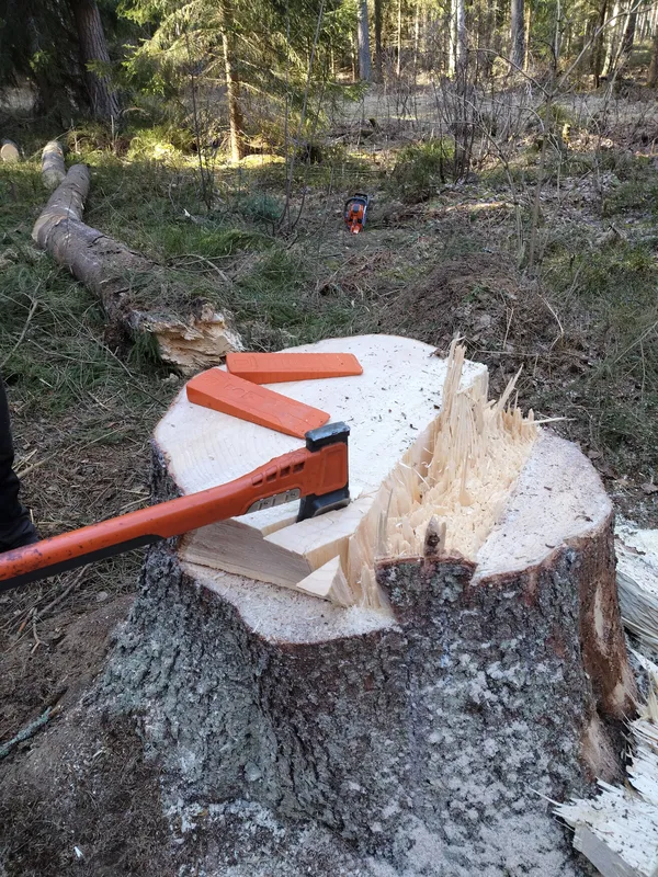 Puun kaato ja kanto – Hausjärvi