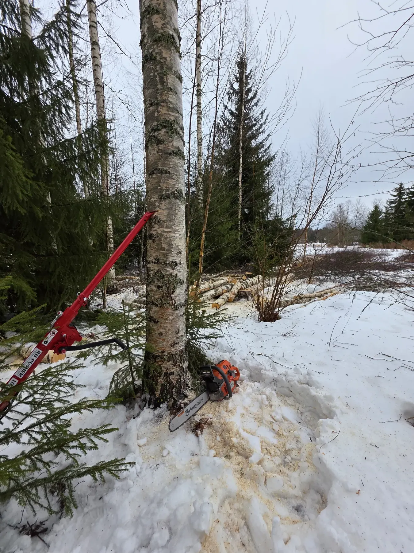Metsuripalvelut ja pihapuiden kaato