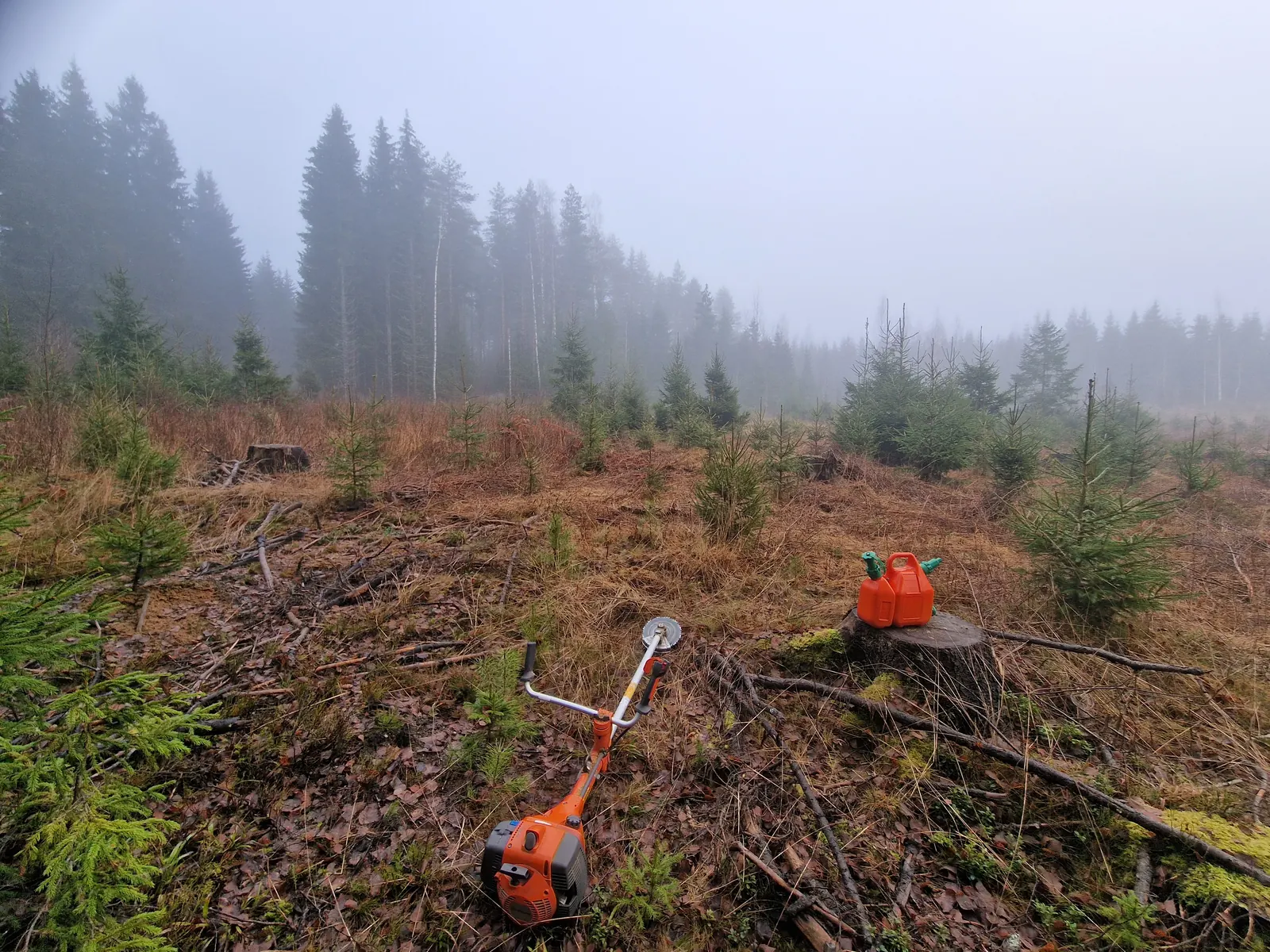 Varhaisperkaus usvassa – metsänhoito